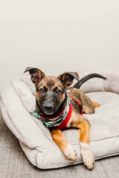 Ford Morrison, therapy dog at Gahanna Counseling