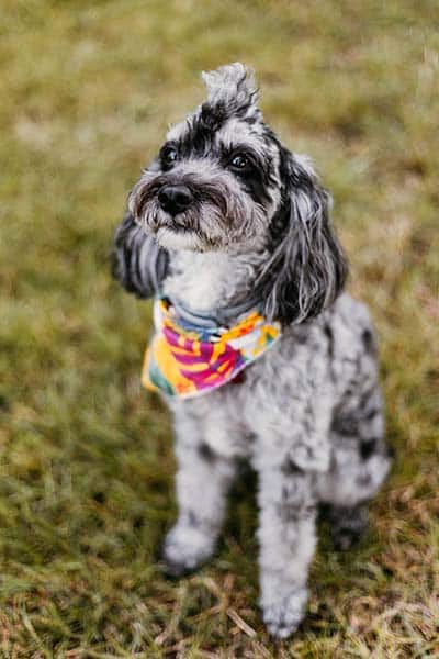 Rey Burdick-Denham, therapy dog at Gahanna Counseling
